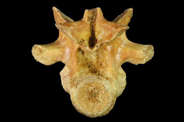 Cretaceous Crocodile Vertebra - Kem Kem Beds, Morocco #144817